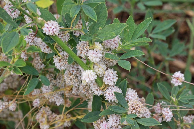 Alfalfa Dodder