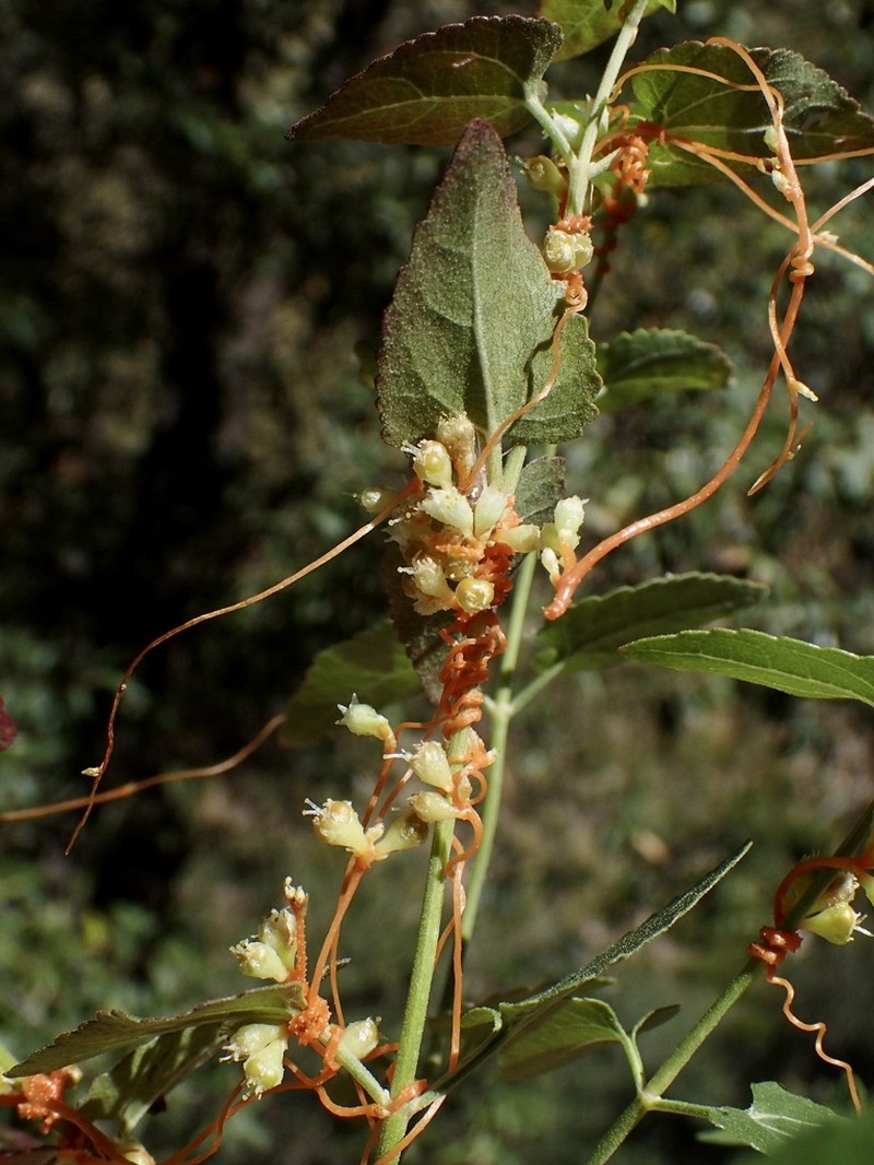 Cuscuta azteca