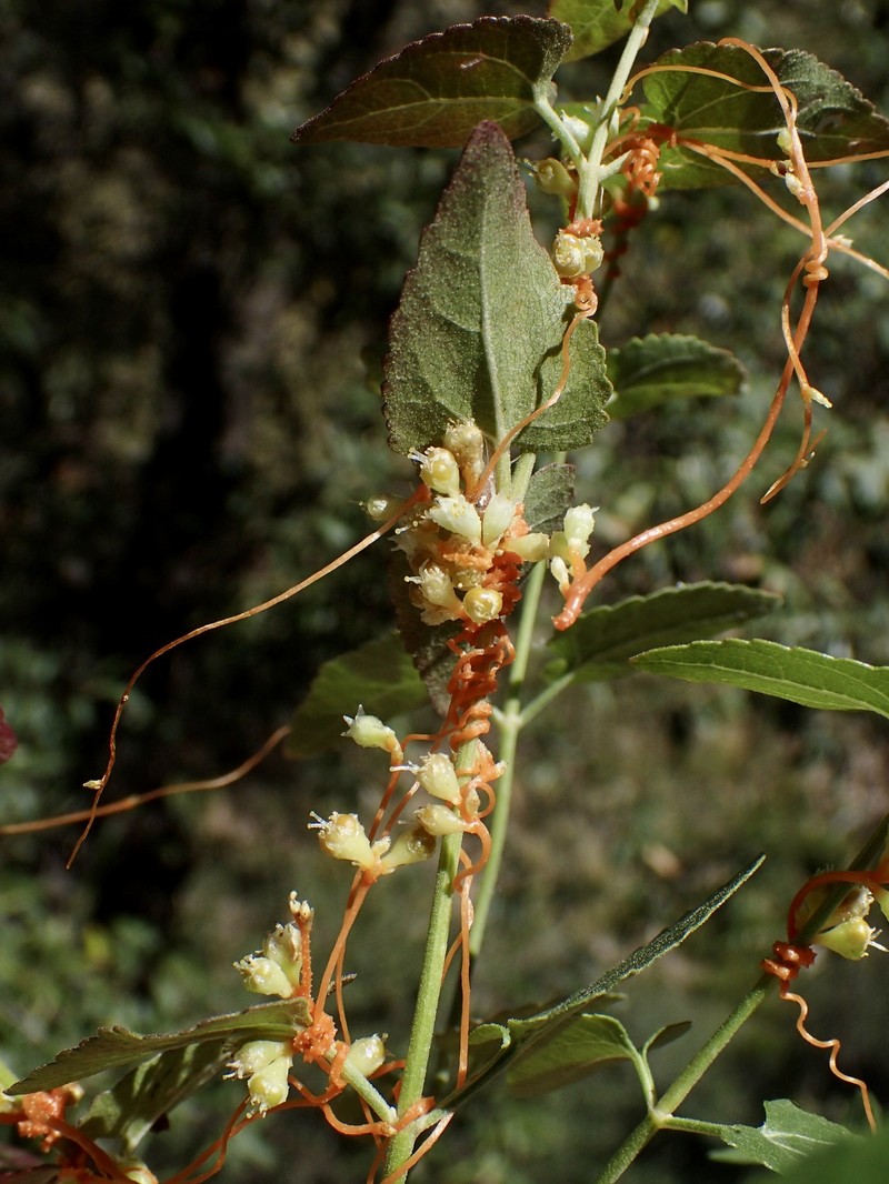 Cuscuta azteca photo 2