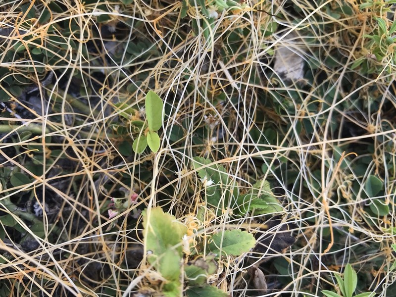 Boldingh's Dodder