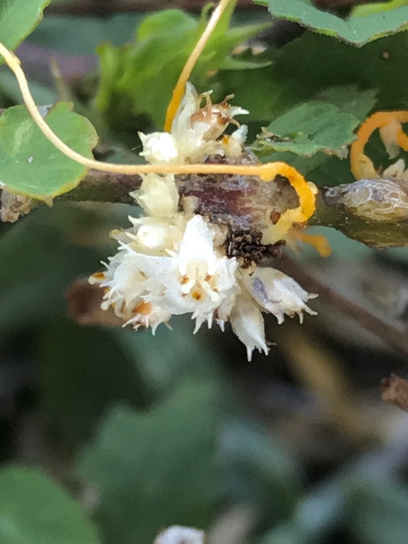 Boldingh's Dodder photo 2