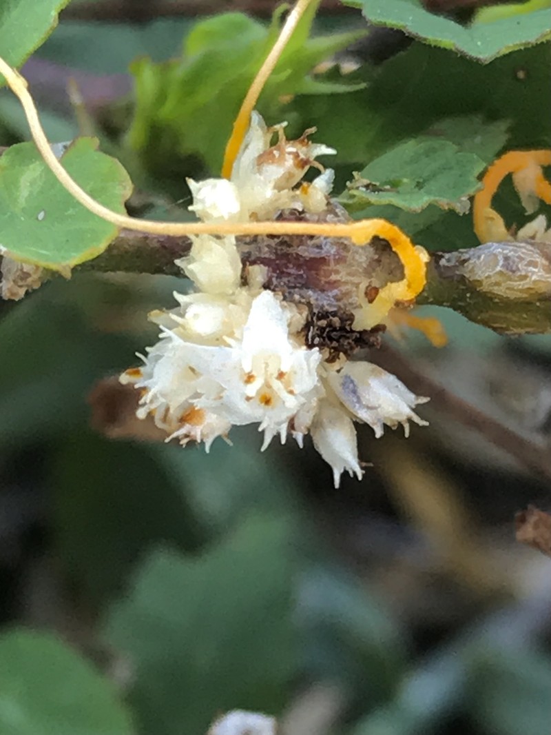 Boldingh's Dodder photo 3