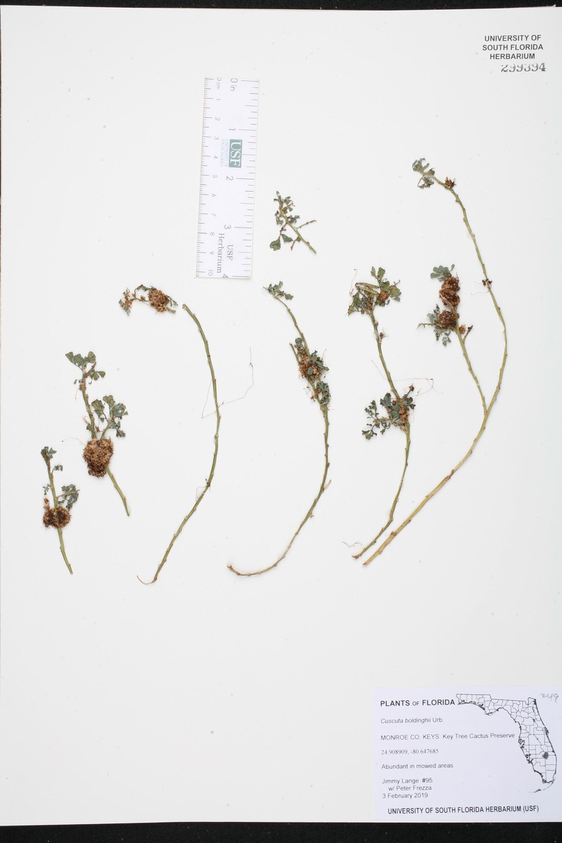 Boldingh's Dodder photo 5