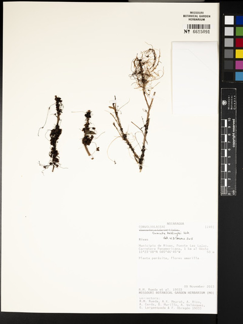 Boldingh's Dodder photo 6