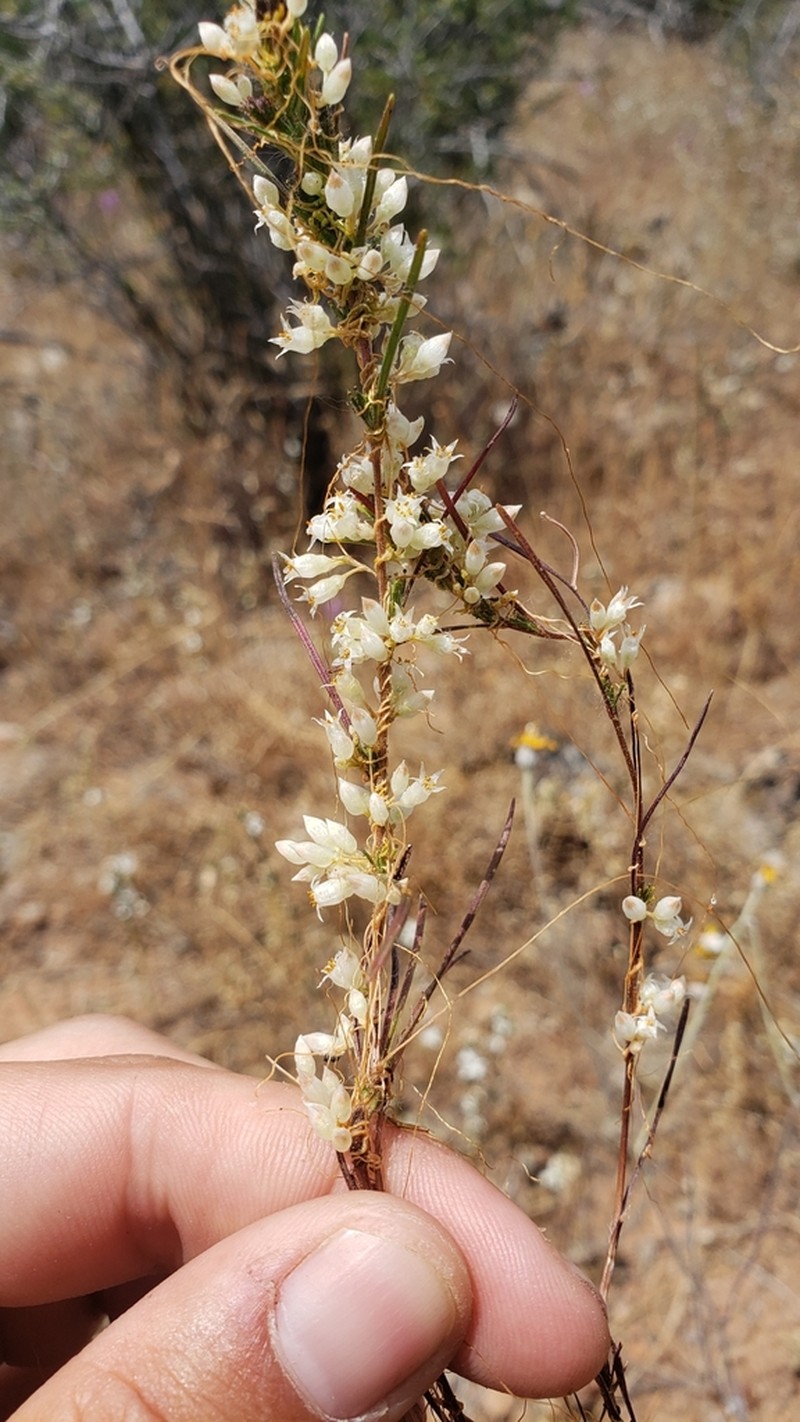 San Joaquin Dodder