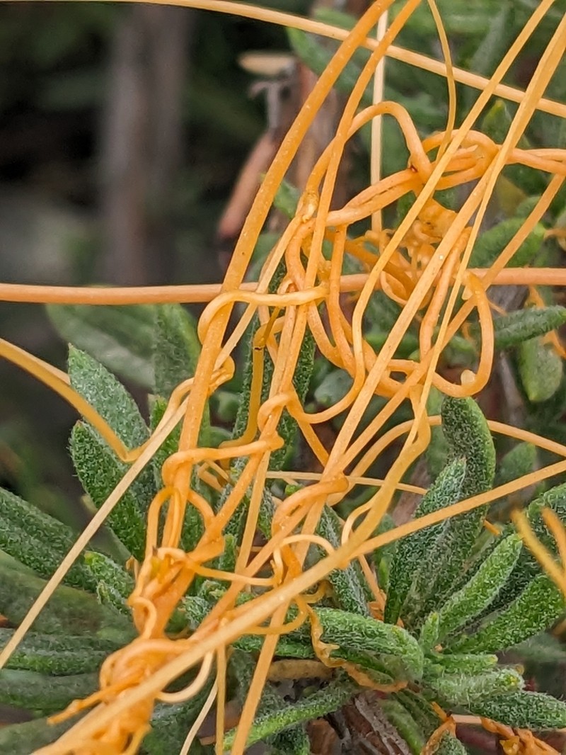 Chaparral Dodder