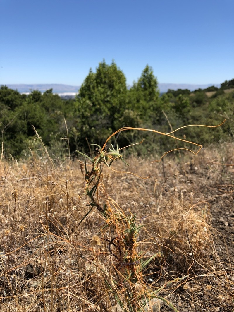 Chaparral Dodder photo 2