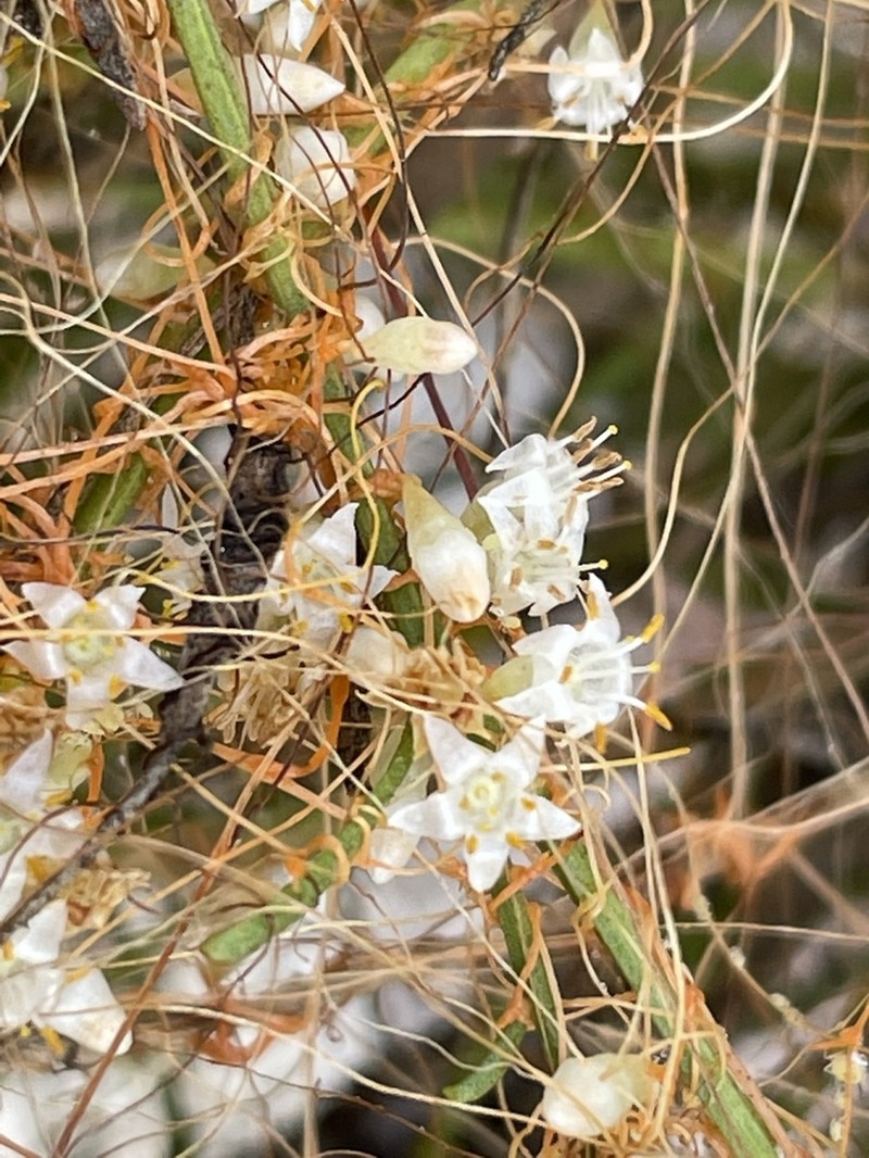 Chaparral Dodder photo 3
