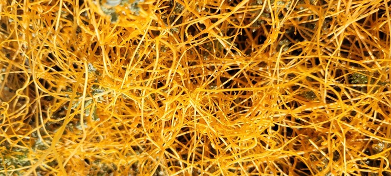 Chaparral Dodder photo 4