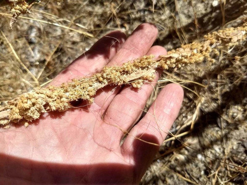 Chaparral Dodder photo 5