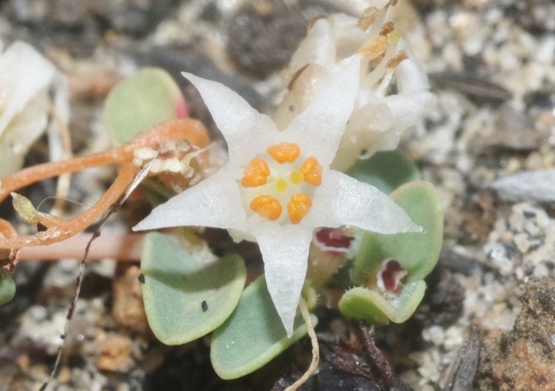 Chaparral Dodder photo 6