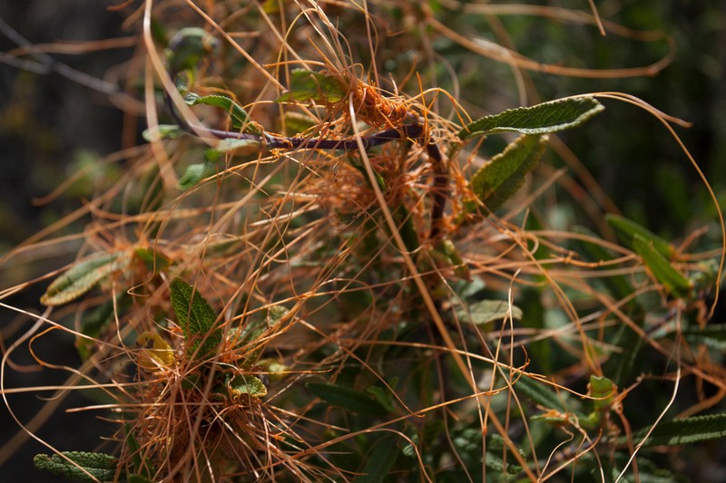 Chaparral Dodder photo 7