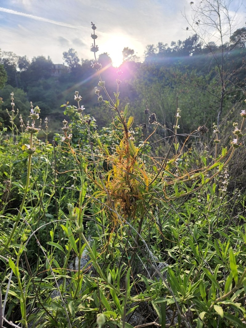 Chaparral Dodder photo 8