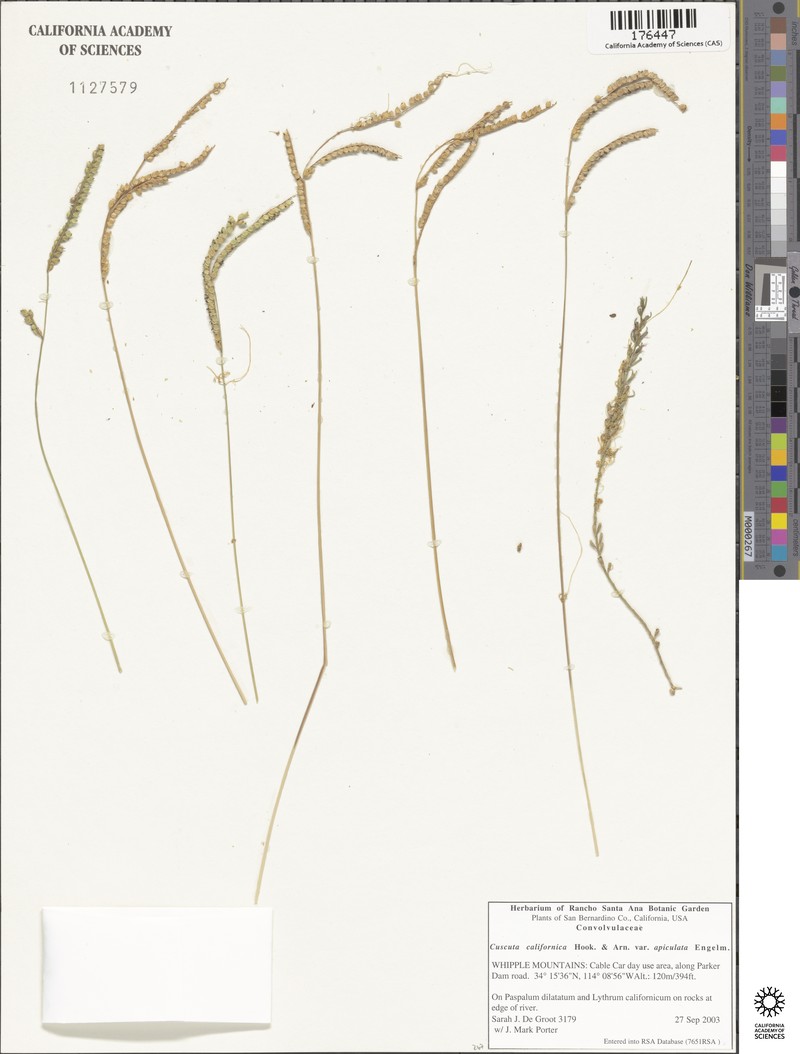 Cuscuta californica var. apiculata