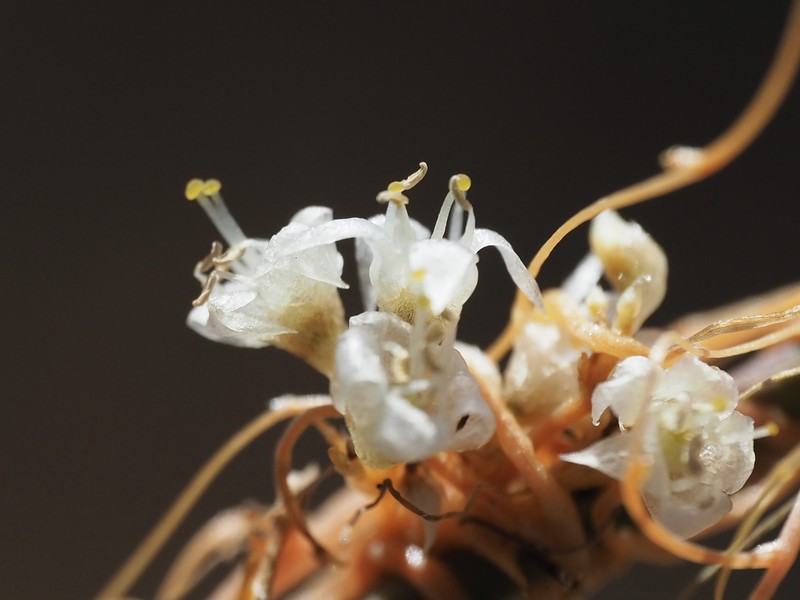 Cuscuta californica var. californica
