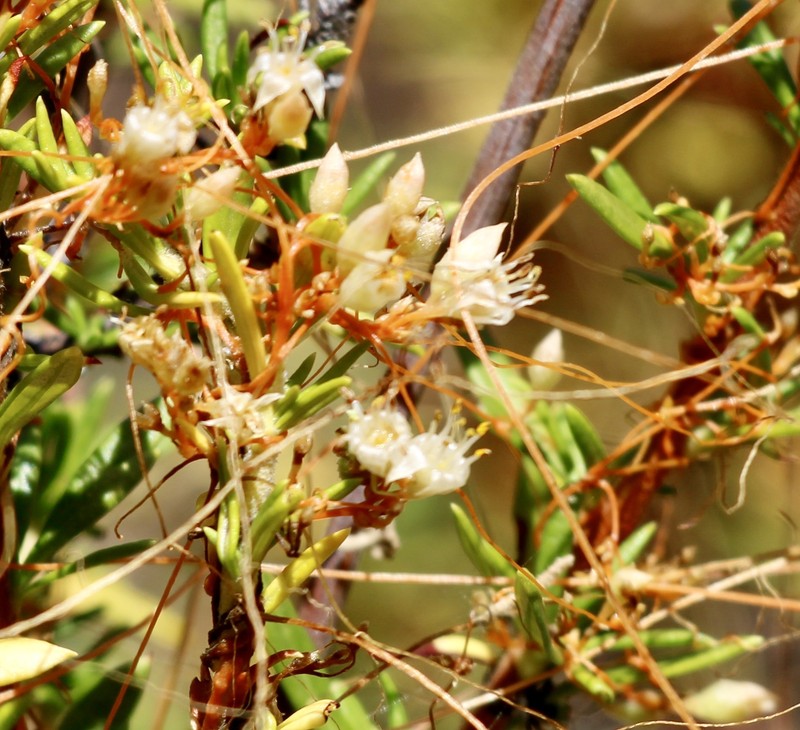 Cuscuta californica var. californica photo 2