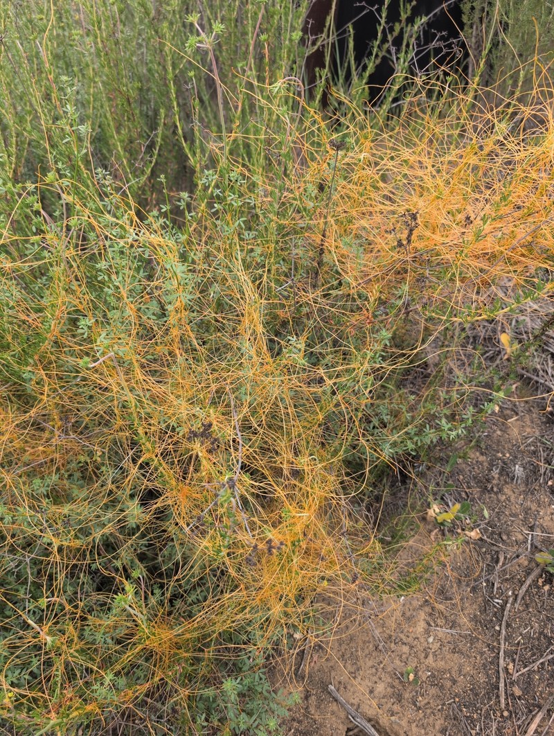 Cuscuta californica var. californica photo 3