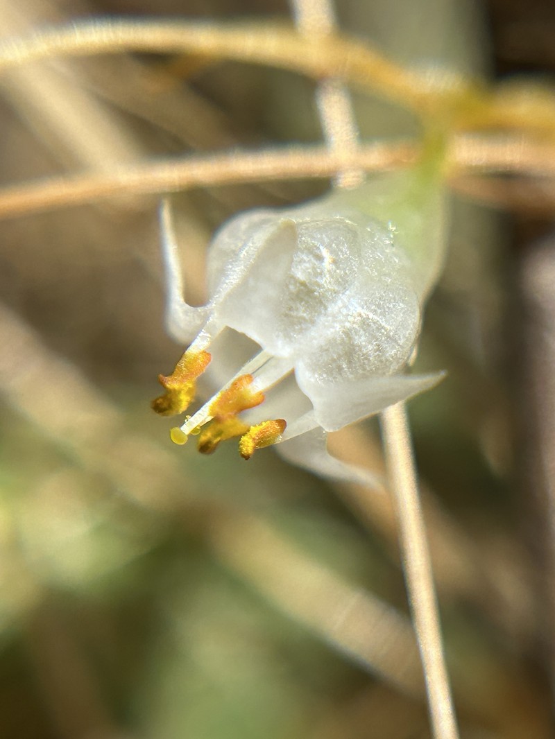 Cuscuta californica var. californica photo 4