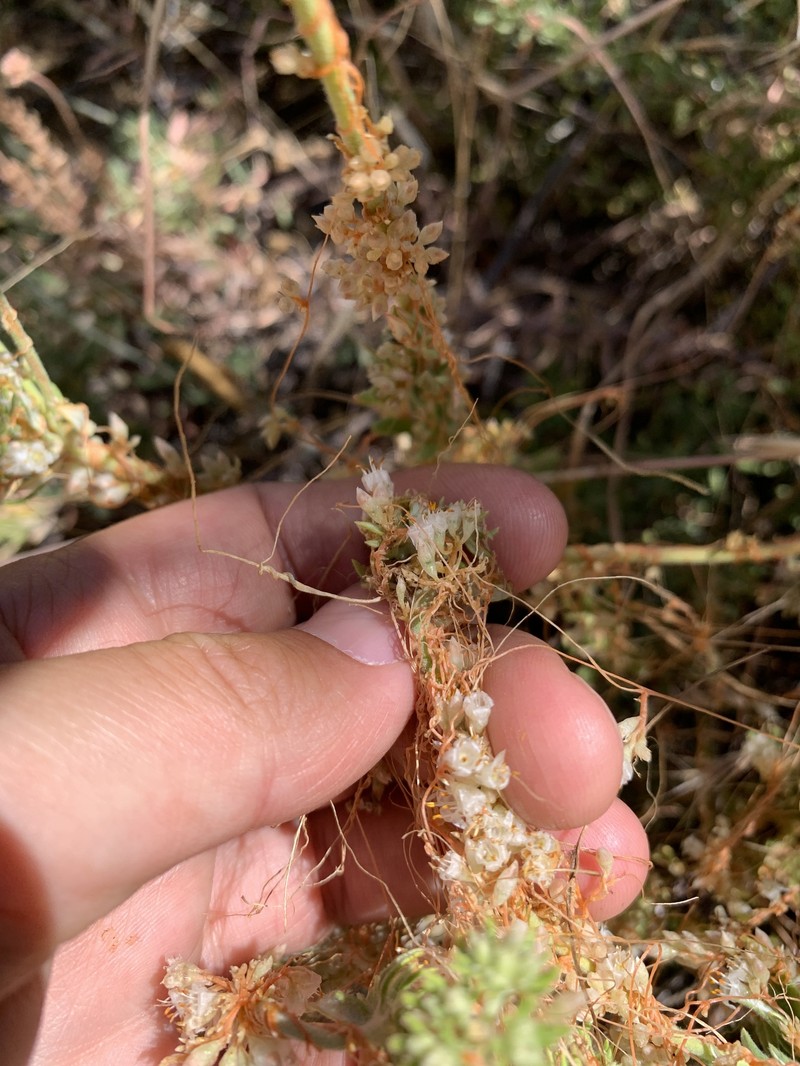 Cuscuta californica var. californica photo 5