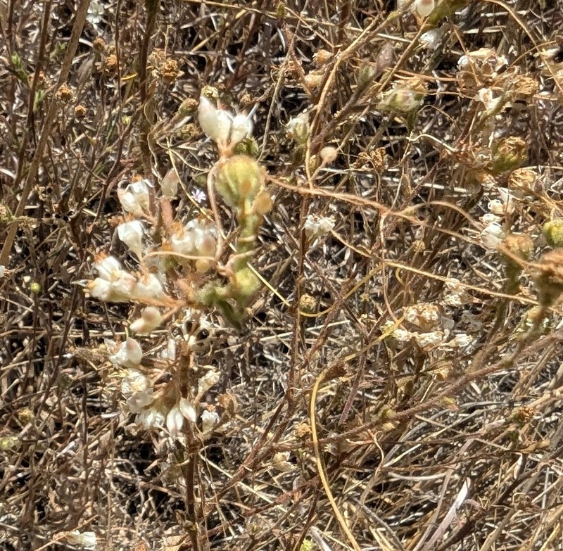 Cuscuta californica var. californica photo 6
