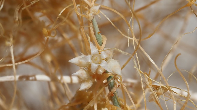 Cuscuta californica var. papillosa