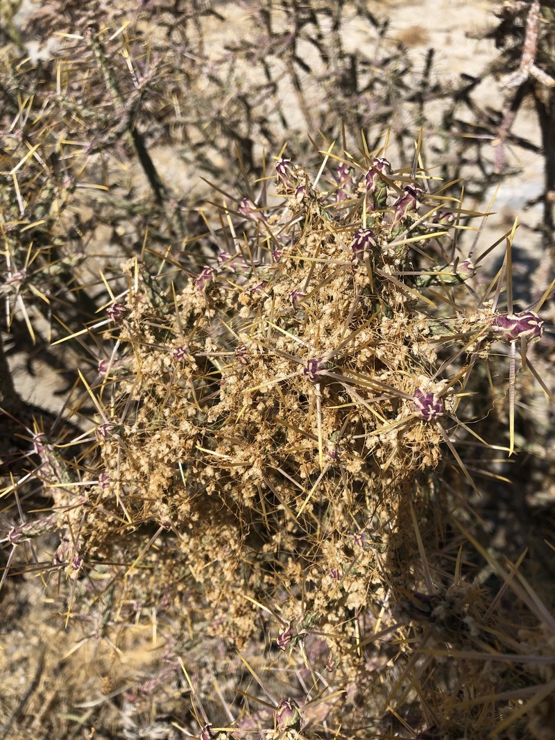 Cuscuta californica var. papillosa photo 2