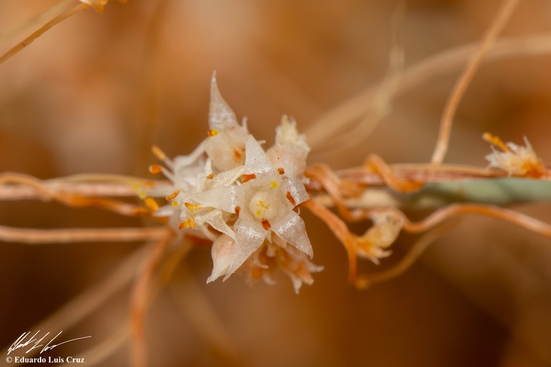 Cuscuta californica var. papillosa photo 3