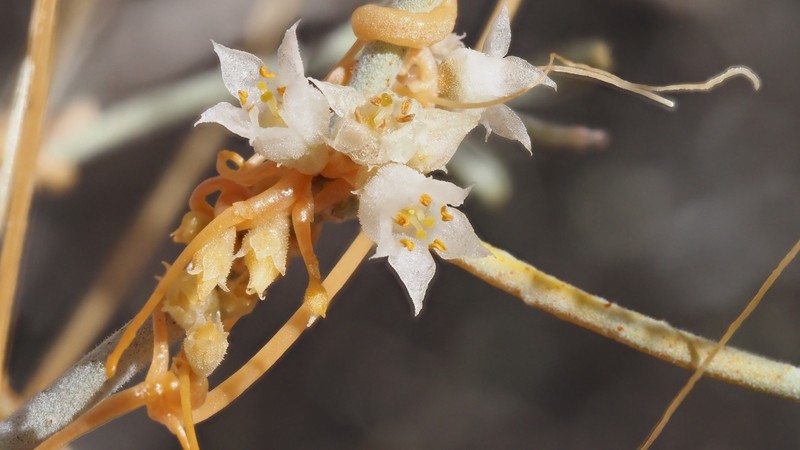 Cuscuta californica var. papillosa photo 5