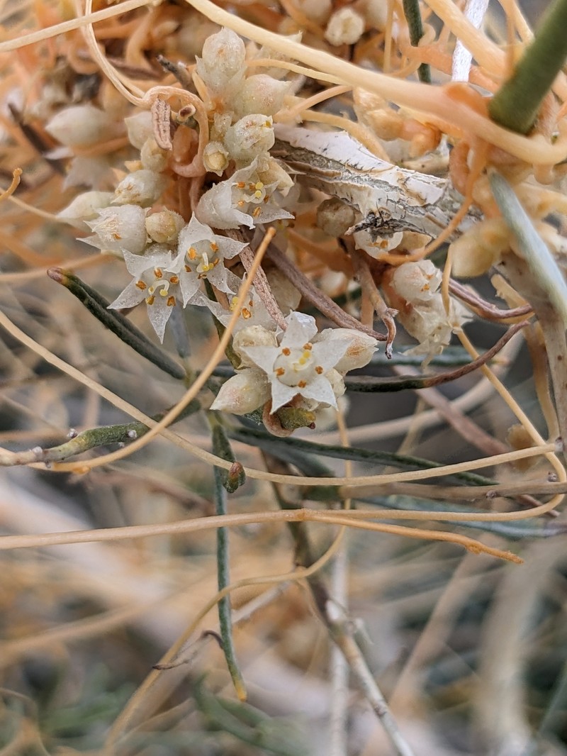 Cuscuta californica var. papillosa photo 6