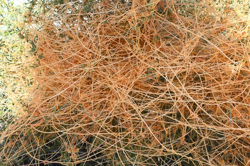 Cuscuta californica var. papillosa photo 7