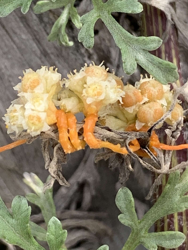 Cuscuta campestris photo 2