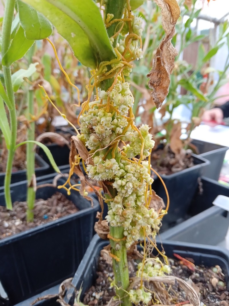 Cuscuta campestris photo 3