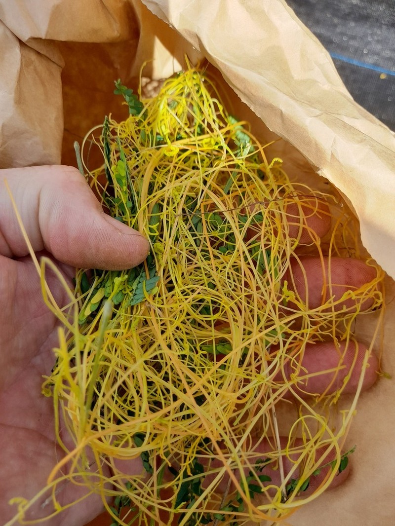 Cuscuta campestris photo 4