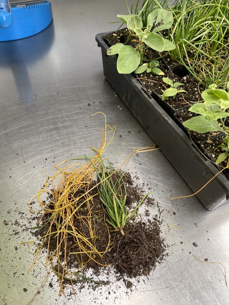 Cuscuta campestris photo 5
