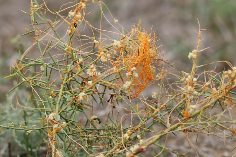 Cuscuta campestris photo 6