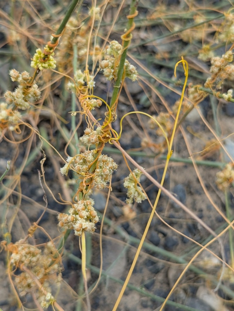 Cuscuta campestris photo 7