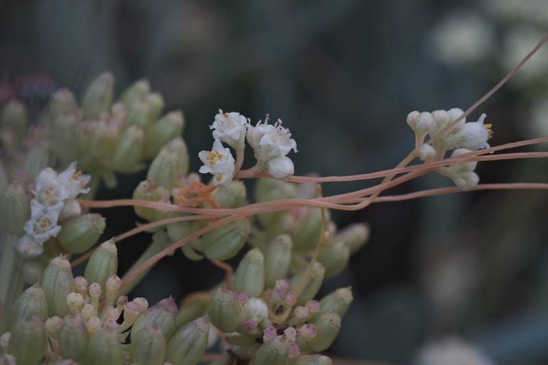 Cuscuta campestris photo 8