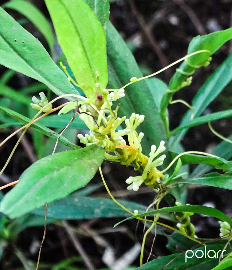 Buttonbush Dodder