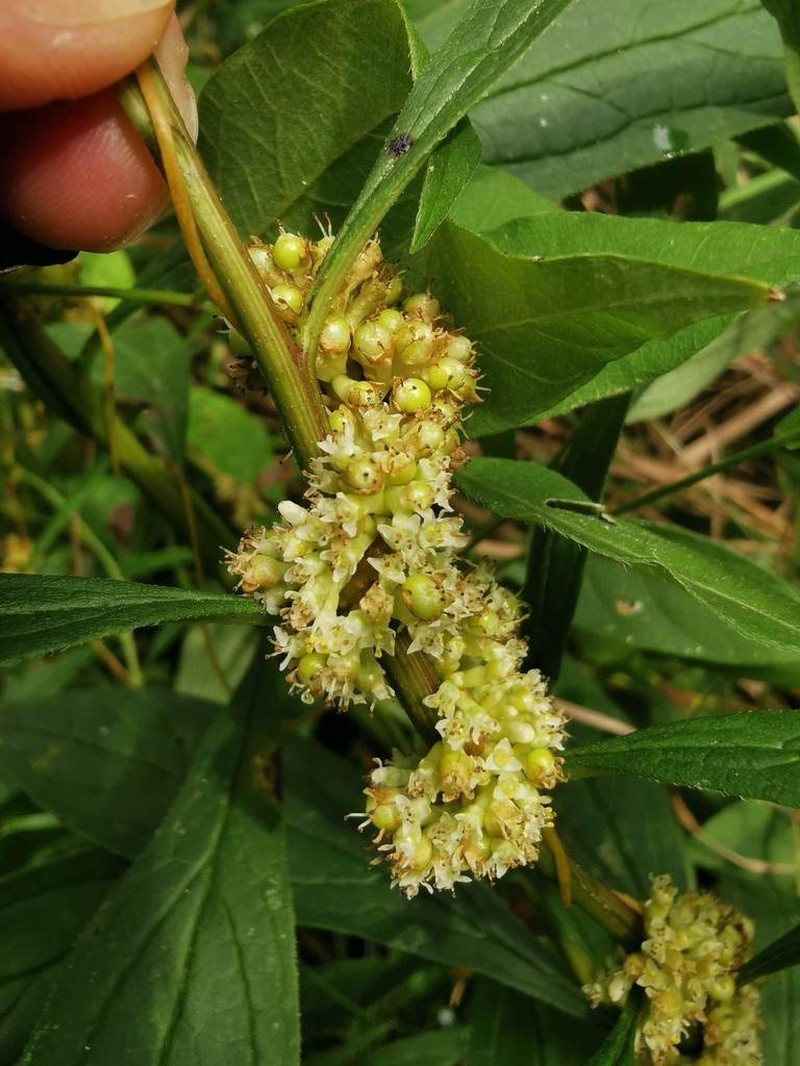 Buttonbush Dodder photo 2