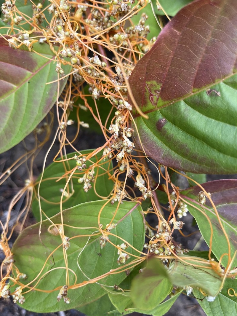 Buttonbush Dodder photo 4