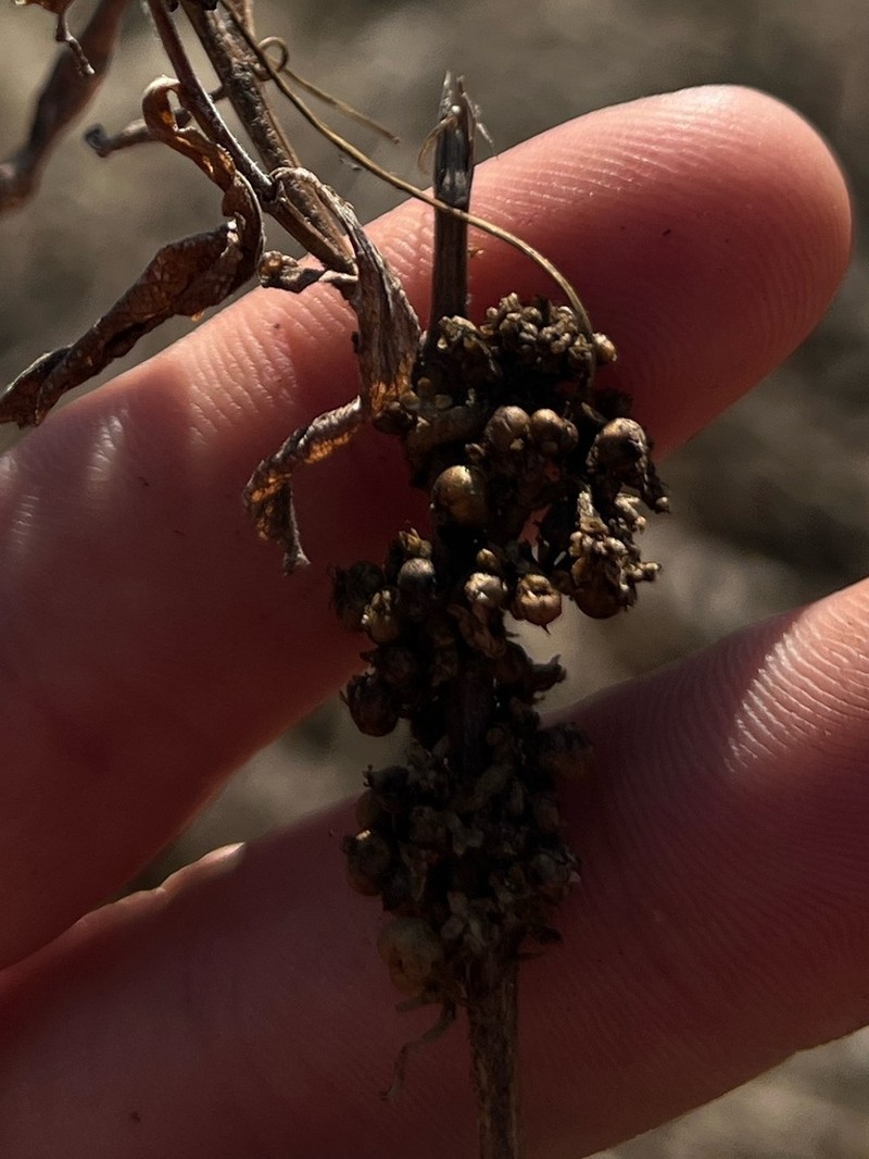 Buttonbush Dodder photo 5