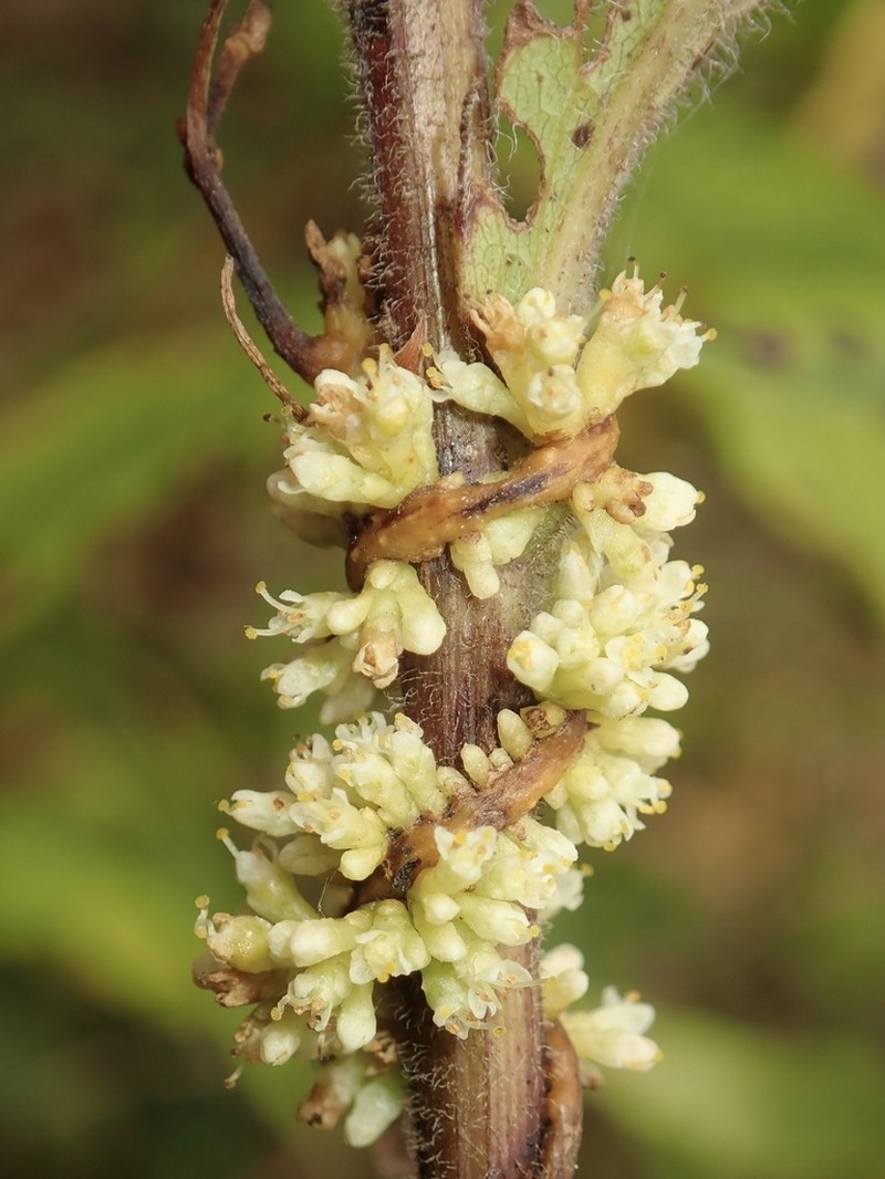 Buttonbush Dodder photo 6
