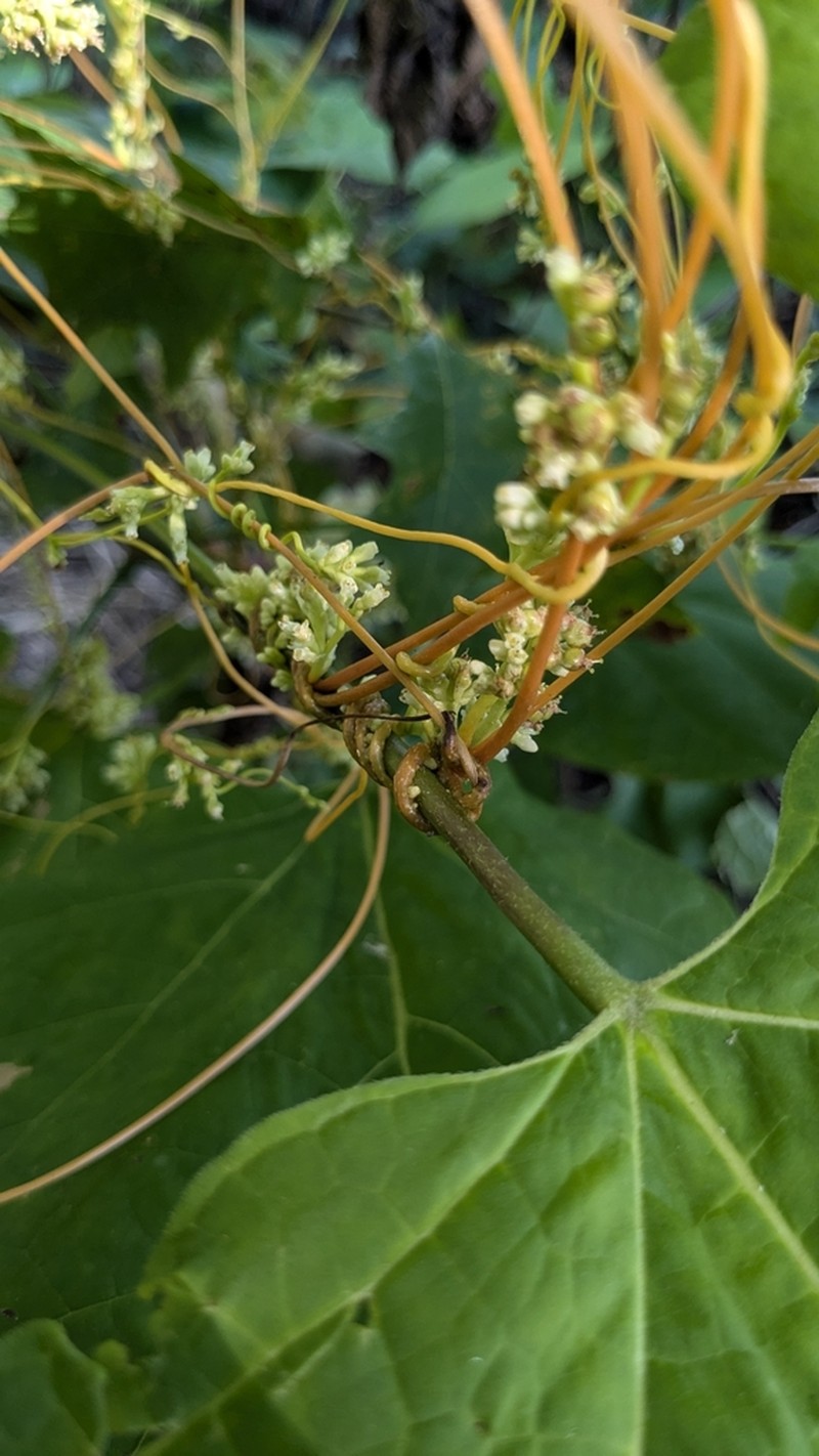 Buttonbush Dodder photo 7