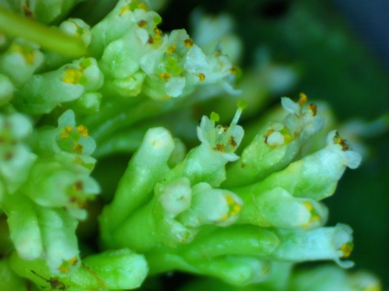 Buttonbush Dodder photo 8