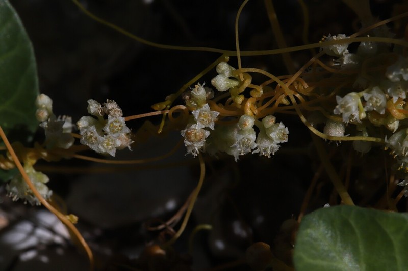 Cuscuta chinensis