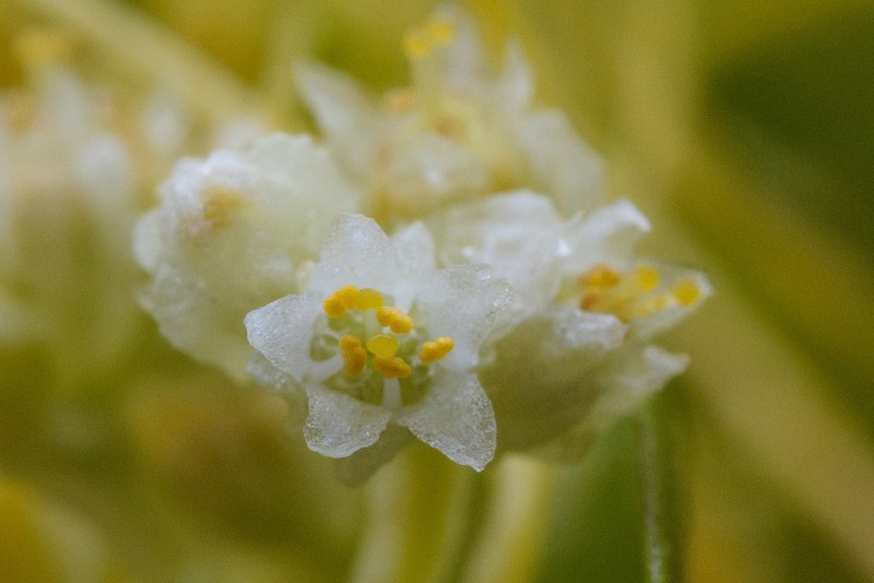 Cuscuta chinensis photo 2