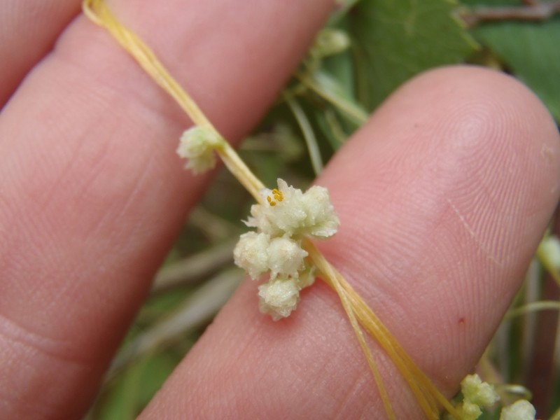 Cuscuta chinensis photo 3