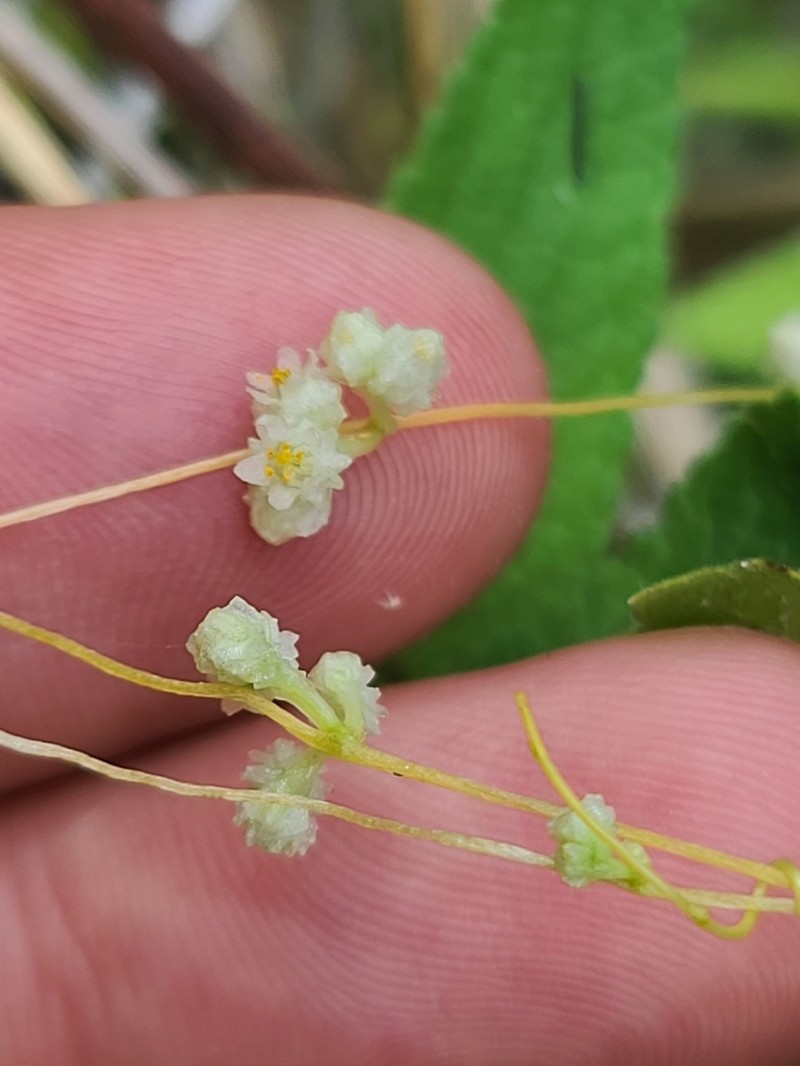 Cuscuta chinensis photo 4