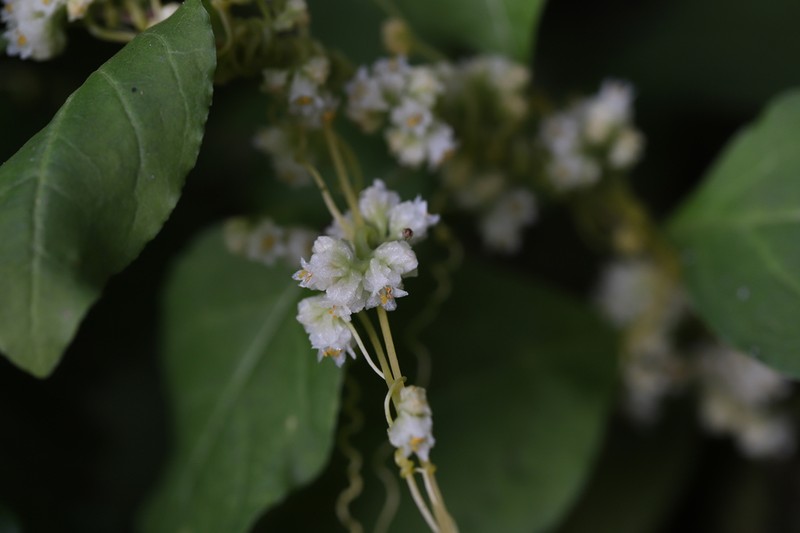 Cuscuta chinensis photo 5