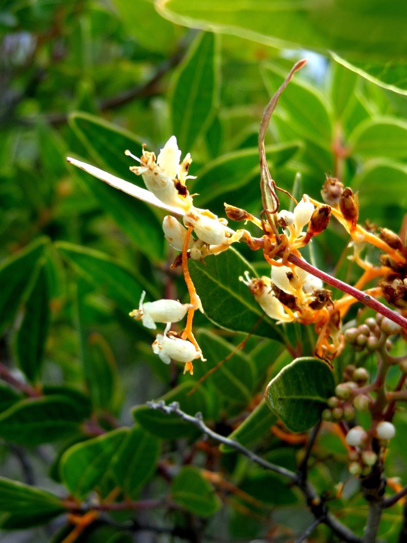 Cuscuta chinensis photo 6